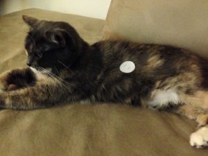 Anxious cat with LifeWave Aeon patch